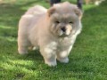 beautiful-chow-chow-puppies-for-a-good-home-small-1