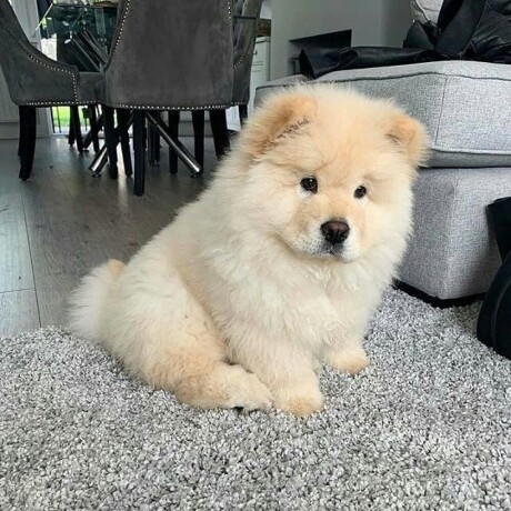 beautiful-chow-chow-puppies-for-a-good-home-big-2