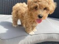 maltipoo-puppies-for-sale-small-2