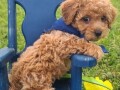 maltipoo-puppies-for-sale-small-0