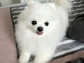 pomeranian-puppies-of-pure-breed-for-sale-small-2
