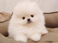 pomeranian-puppies-of-pure-breed-for-sale-small-1