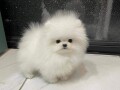 pomeranian-puppies-of-pure-breed-for-sale-small-0