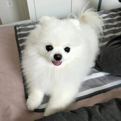 pomeranian-puppies-of-pure-breed-for-sale-big-2