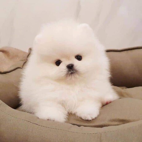 pomeranian-puppies-of-pure-breed-for-sale-big-1