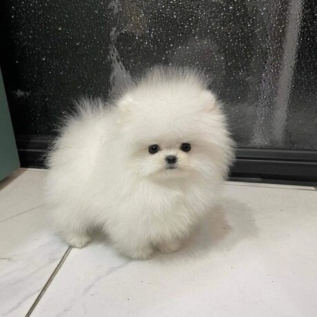 pomeranian-puppies-of-pure-breed-for-sale-big-0