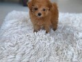 poodle-puppies-for-sale-small-0