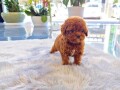 poodle-puppies-for-sale-small-2