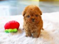 poodle-puppies-for-sale-small-1