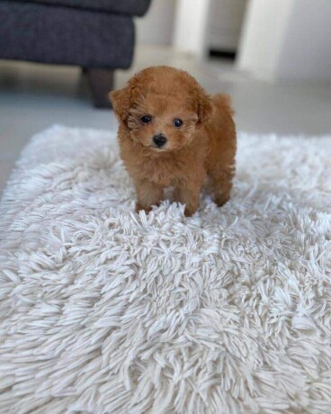 poodle-puppies-for-sale-big-0