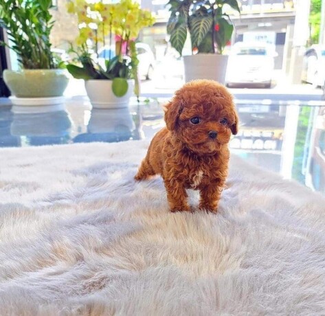 poodle-puppies-for-sale-big-2