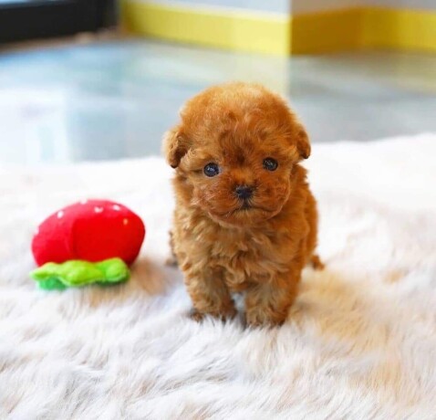 poodle-puppies-for-sale-big-1