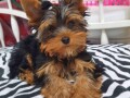 little-yorkshire-terriers-ready-small-0