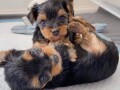 little-yorkshire-terriers-ready-small-2