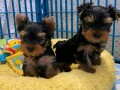 little-yorkshire-terriers-ready-small-1