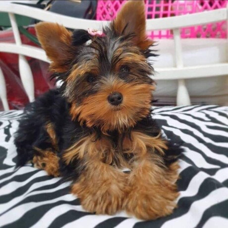 little-yorkshire-terriers-ready-big-0