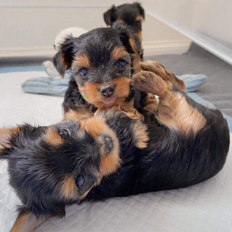 little-yorkshire-terriers-ready-big-2