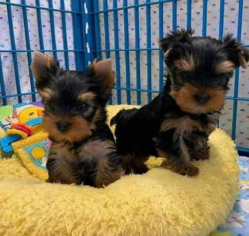 little-yorkshire-terriers-ready-big-1