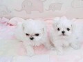 stunning-maltese-puppies-for-sale-small-1