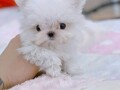 stunning-maltese-puppies-for-sale-small-2