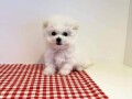stunning-maltese-puppies-for-sale-small-0