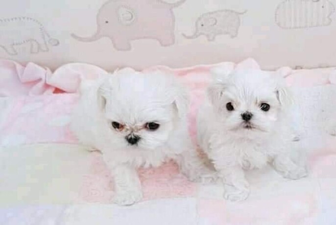 stunning-maltese-puppies-for-sale-big-1