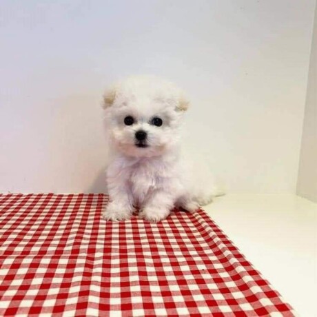 stunning-maltese-puppies-for-sale-big-0
