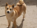 shiba-inu-small-1