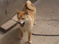 shiba-inu-small-4