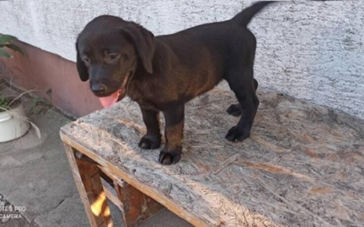 labrador-retriver-big-3