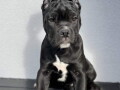 cane-corso-stenci-na-prodaju-small-3