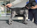 cane-corso-stenci-na-prodaju-small-4