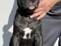 cane-corso-stenci-na-prodaju-small-2