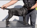 cane-corso-stenci-na-prodaju-small-1