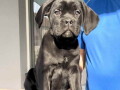 cane-corso-stenci-na-prodaju-small-0