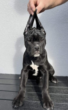 cane-corso-stenci-na-prodaju-big-3