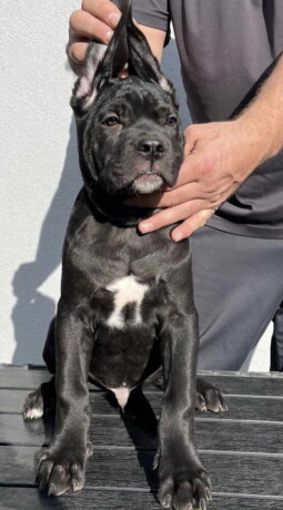 cane-corso-stenci-na-prodaju-big-2