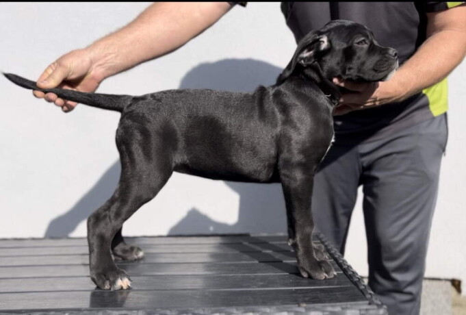 cane-corso-stenci-na-prodaju-big-1