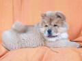 chow-chow-vrhunsko-musko-stene-small-2