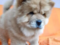 chow-chow-vrhunsko-musko-stene-small-1