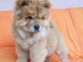 chow-chow-vrhunsko-musko-stene-small-3