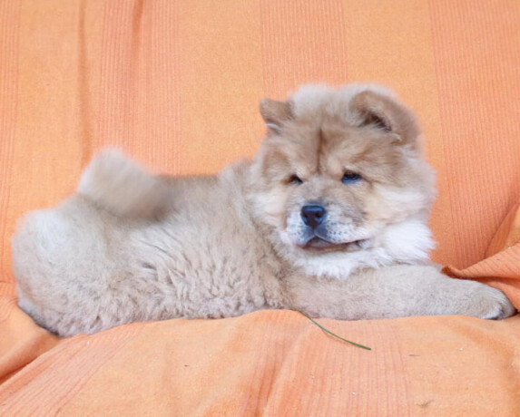 chow-chow-vrhunsko-musko-stene-big-2