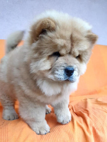 chow-chow-vrhunsko-musko-stene-big-1