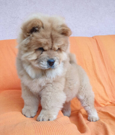 chow-chow-vrhunsko-musko-stene-big-3