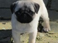 mops-stene-small-2