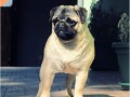 mops-stene-small-1