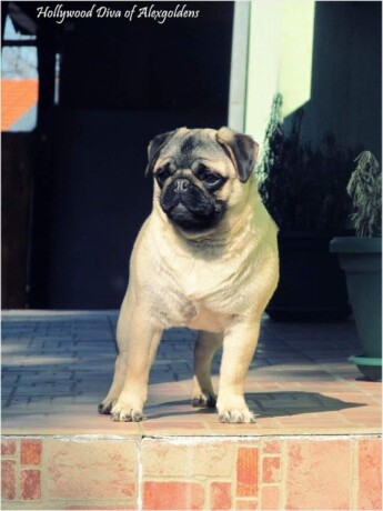 mops-stene-big-1