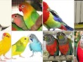 odgajivacnica-papagaja-small-0