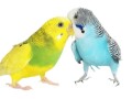 odgajivacnica-papagaja-small-2