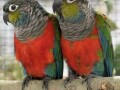 odgajivacnica-papagaja-small-3
